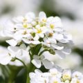 Beschrijving van Alyssum-variëteiten, aanplant, teelt en verzorging in het open veld