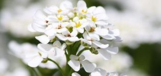 Description des variétés Alyssum, plantation, culture et entretien en plein champ