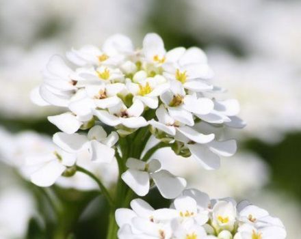 Descripción de variedades de Alyssum, plantación, cultivo y cuidado en campo abierto.