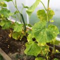 Medidas de control en el tratamiento de remedios caseros para la peronosporosis de pepinos.