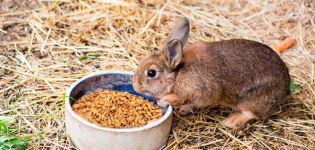 Can rabbits be given oats and how is it right