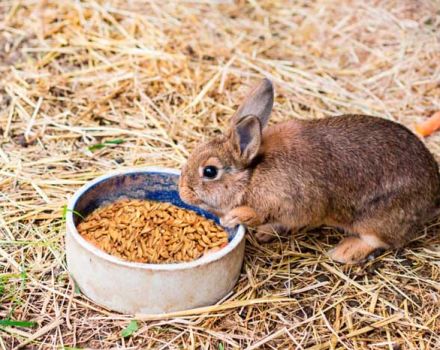 Can rabbits be given oats and how is it right