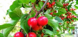 Description, characteristics and origin of the Yagodnaya apple variety, the rules of growing and care