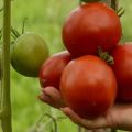 Descripción de la variedad de tomate manzana Lipetsk, características de cultivo y cuidado.