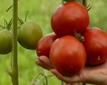 Description de la variété de tomate pomme Lipetsk, caractéristiques de culture et d'entretien