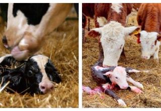 Mauvaise présentation du fœtus chez les vaches et que faire en cas d'accouchement pathologique