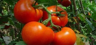 Description of the Shakira tomato variety and its characteristics