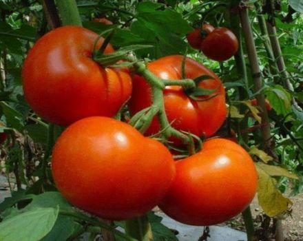 Description of the Shakira tomato variety and its characteristics