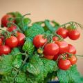 Culture étape par étape de tomates cerises sur le balcon