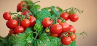 Culture étape par étape de tomates cerises sur le balcon