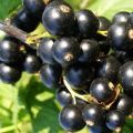 Characteristics and description of the Bagira currant variety, planting and care