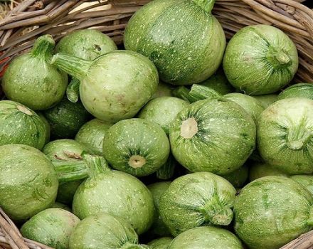 Description des meilleures variétés de courgettes rondes, caractéristiques de culture et d'entretien