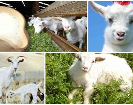 Instructions pour l'utilisation du lait de remplacement pour nourrir les enfants et quel remède choisir