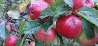 Description and characteristics of the Antey apple tree, planting and care rules