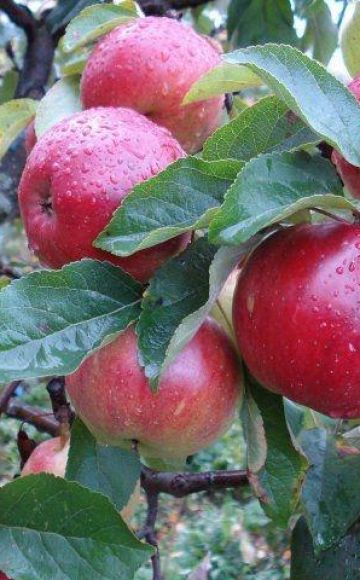 Beschrijving en kenmerken van de Antey-appelboom, plant- en verzorgingsregels