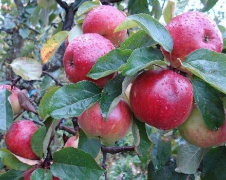 Descripción y características del manzano Antey, reglas de plantación y cuidado.