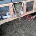 The nuances of keeping rabbits in cages, pros and cons for beginners