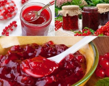 TOP 2 recipes for making 5-minute red currant jelly for the winter