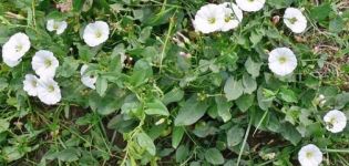 The best control measures, how to permanently get rid of the bindweed on the site