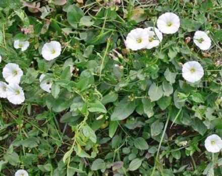 Langkah kawalan terbaik, bagaimana menyingkirkan bindweed secara kekal di laman web ini