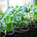 Cultivar chiles en casa en el alféizar de una ventana o balcón