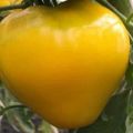 Descripción de la variedad de tomate Golden King, características de cultivo y cuidado.