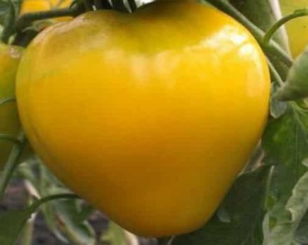 Description of the variety of tomato Golden King, features of cultivation and care