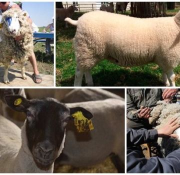 Qu'entend-on par bonitisation du mouton et de ses variétés, les règles