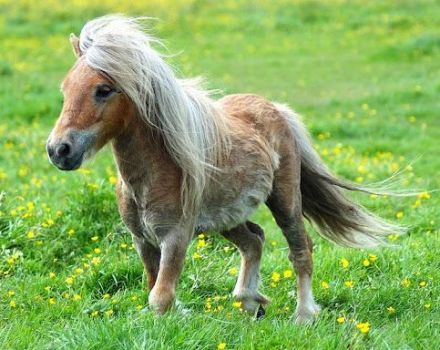 Description et caractéristiques des chevaux de la race Falabella, caractéristiques du contenu