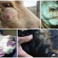 Ways of infection and symptoms of smallpox in goats and sheep, treatment methods and consequences