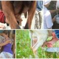 Berapa kali sehari seekor kambing harus diberi susu selepas melahirkan anak dan peraturan untuk melaksanakan prosedur