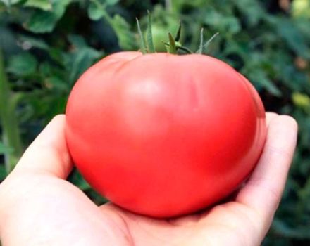 Ciri dan keterangan mengenai varieti tomato Pink Paradise, hasilnya