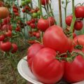 Characteristics and description of the variety of tomato Robin