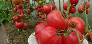 Caractéristiques et description de la variété de tomate Robin