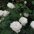 Description et règles de culture des variétés hybrides de roses de thé Anastasia