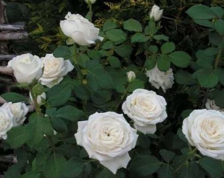 Description et règles de culture des variétés hybrides de roses de thé Anastasia