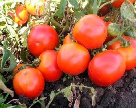 Penerangan mengenai varieti tomato Lyubimets wilayah Moscow dan ciri-ciri