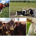 Liste de surnoms de vache faciles et beaux, noms populaires et inhabituels