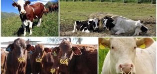 Liste de surnoms de vache faciles et beaux, noms populaires et inhabituels