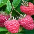 Penerangan dan teknologi penanaman raspberry Joan Jay