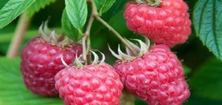 Description and technology of growing Joan Jay raspberries