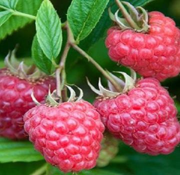 Description and technology of growing Joan Jay raspberries