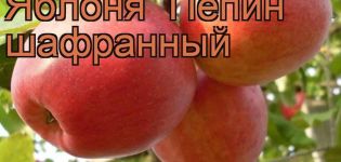 Características y descripción de la variedad de manzana Pepin azafrán, características de cultivo y cuidado.