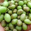 Cómo lidiar con las enfermedades y plagas de las uvas, qué hacer y qué rociar.