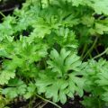 TOP 10 best recipes for preparing parsley for the winter at home with and without freezing