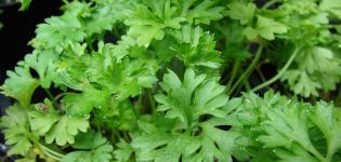 TOP 10 best recipes for preparing parsley for the winter at home with and without freezing