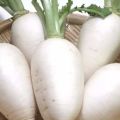 Useful properties and contraindications of white radish for the human body