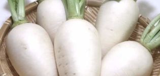 Useful properties and contraindications of white radish for the human body