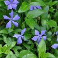 Rules for planting and caring for periwinkle in the open field