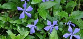 Peraturan untuk menanam dan merawat periwinkle di ladang terbuka